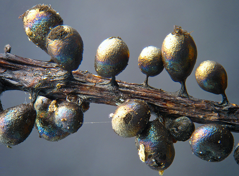 Lamproderma ovoideumechinulatum ?